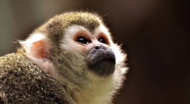 Macaco Prego - Leste Online