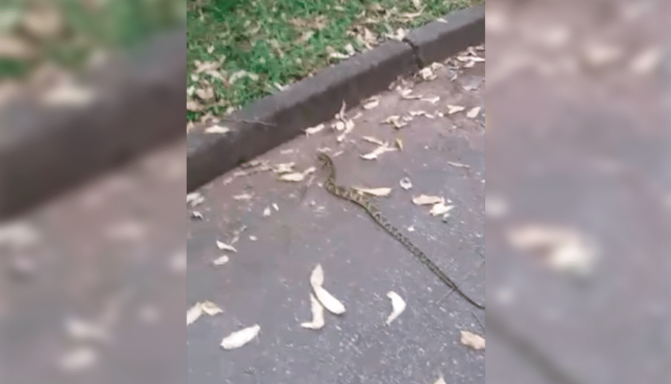 Cobra Pq. do Carmo - Leste Online