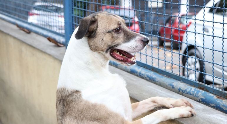 Cãozinho - Leste Online