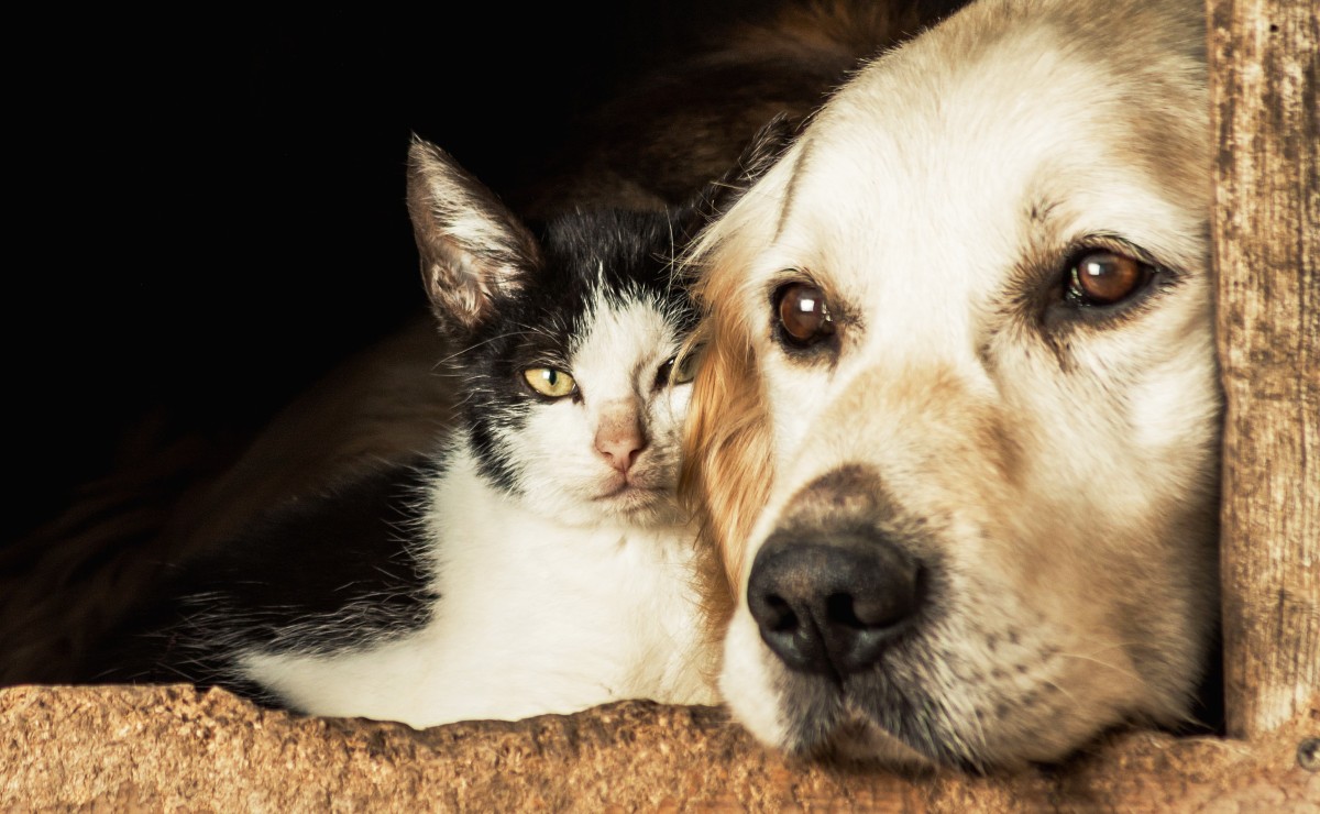 Cão e gato - Leste Online