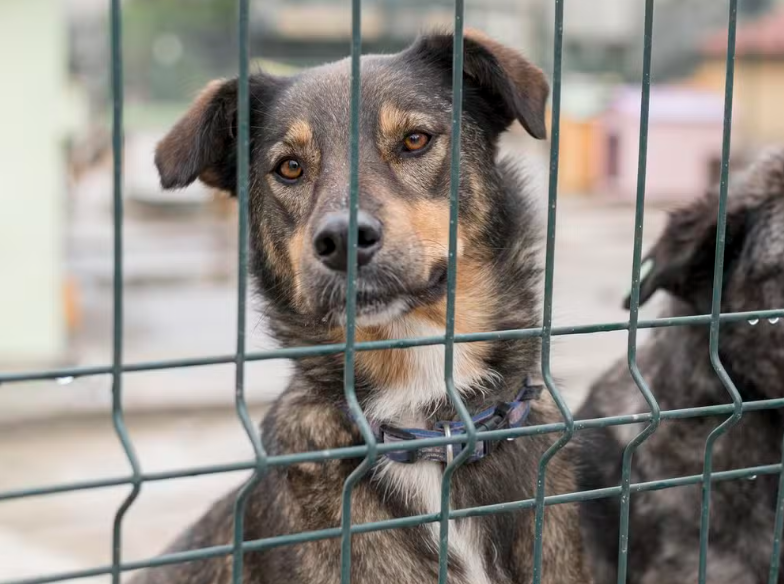 Cachorro na coleira - Leste Online