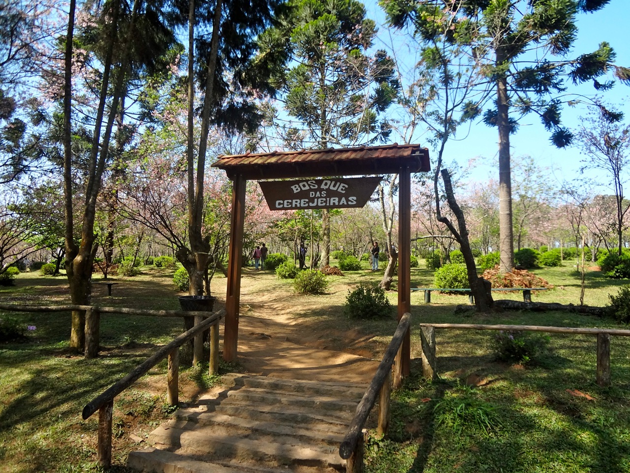 Bosque das Cerejeiras - Leste Online
